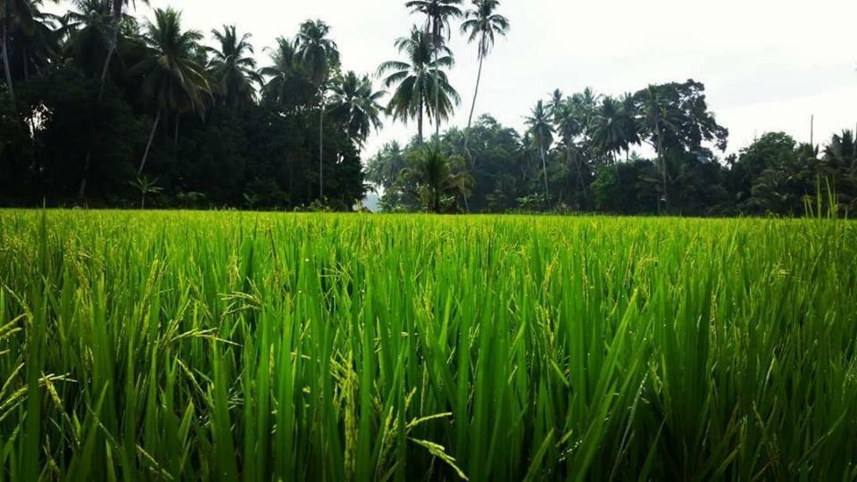 Seri Pengkalan Homestay Bachok Εξωτερικό φωτογραφία